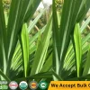 Premium Pandan Leaf & Frozen Pandan Leaves Where to Buy Pandan Leaves Near Me Sri Lankan Natural Products handispot.com 2