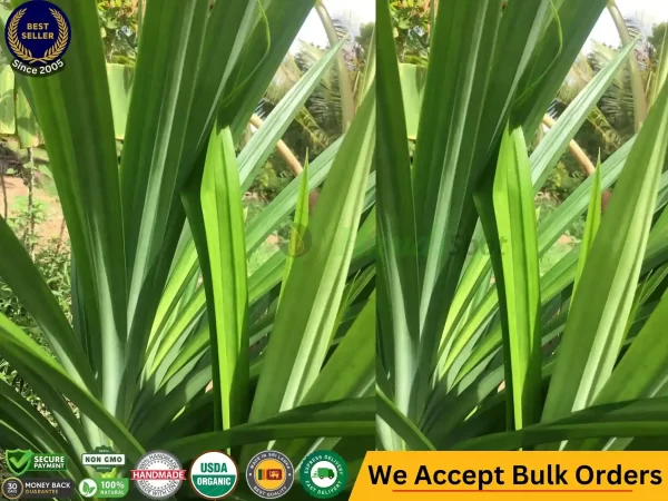 Premium Pandan Leaf & Frozen Pandan Leaves Where to Buy Pandan Leaves Near Me Sri Lankan Natural Products handispot.com 2